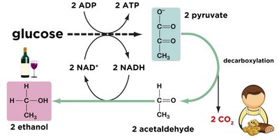 Diagram of glycolysis and fermentation to ethanol and CO2