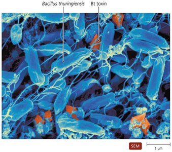 Crystals of Bt toxin produced by Bacillus thuringiensis