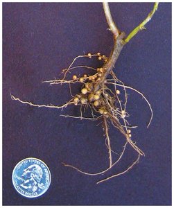 Nodules on pea plant roots (Rhizobium)
