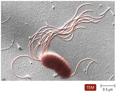 Pseudomonas with polar flagella