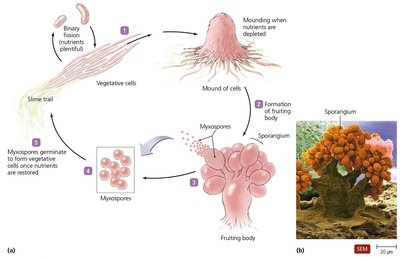 Life cycle of myxobacteria