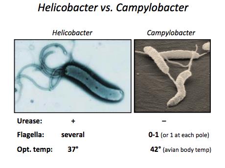 Helicobacter vs. Campylobacter comparison