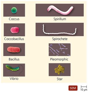 Typical prokaryotic morphologies