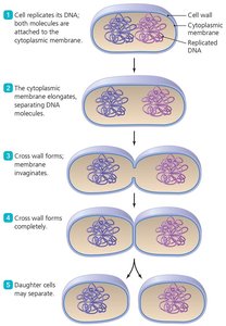 Binary fission in prokaryotes