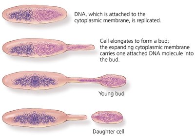 Budding in prokaryotes