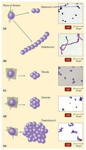 Arrangements of cocci