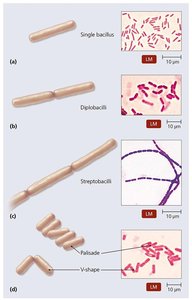 Arrangements of bacilli