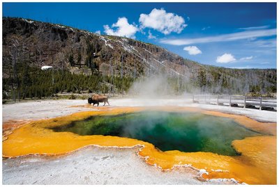 Hyperthermophilic archaea in hot springs