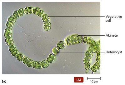 Cyanobacteria with different growth habits
