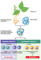 Mechanism of allergic contact dermatitis (poison ivy)