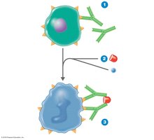 Tissue typing for transplantation