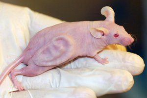 Mouse with human tissue graft