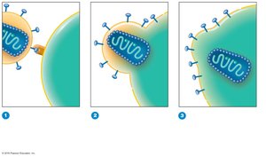 HIV attachment and entry into CD4+ T cell