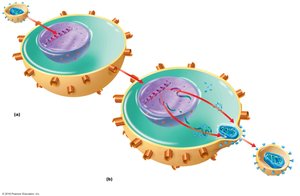 Latent and active HIV infection in CD4+ T cells