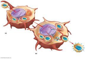 Latent and active HIV infection in macrophages and dendritic cells