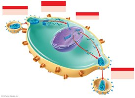 Drugs that inhibit HIV life cycle