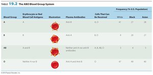 Table 19.2 The ABO Blood Group System