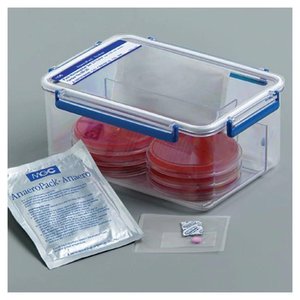 Biofilm formation stages