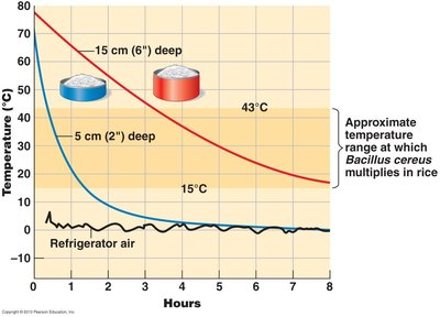 Temperature change in rice and Bacillus cereus growth