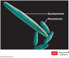 Epulopiscium compared to Paramecium