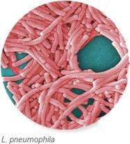 Micrograph of Mycoplasma pneumoniae