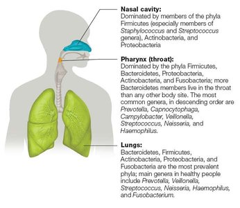 Diagram showing the microbiota of the nasal cavity, pharynx, and lungs