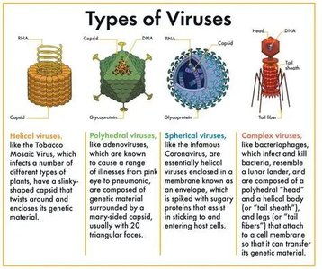 Bacterial shapes