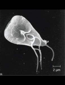 Algae under microscope