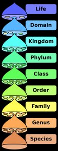 Timeline of taxonomy development