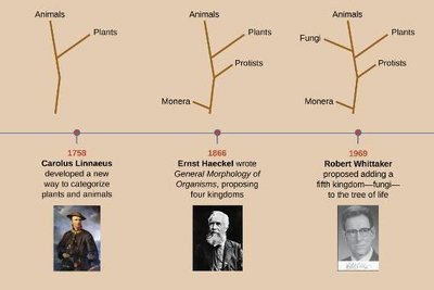 Phylogenetic tree of life