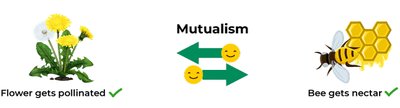 Diagram of mutualism between flower and bee