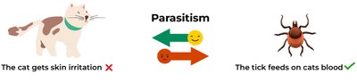 Parasitism example: tick and cat