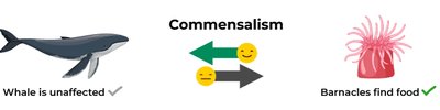 Commensalism example: whale and barnacles