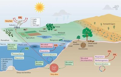 Microbial role in carbon cycle
