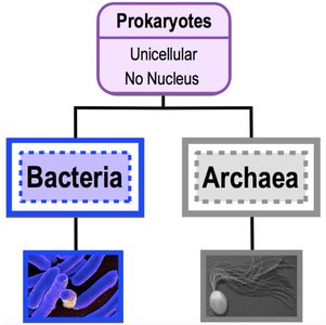 Diagram showing the main groups of eukaryotes