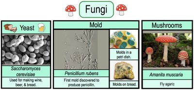 Examples of fungi: yeast, mold, mushrooms