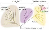 Phylogenetic tree showing relationships among domains and major groups