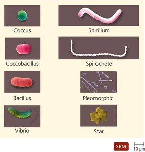 Various shapes of prokaryotic cells: coccus, coccobacillus, bacillus, vibrio, spirillum, spirochete, pleomorphic, star