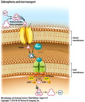 Siderophores and iron transport in Gram-negative bacteria