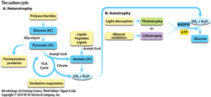 Diagram of the carbon cycle showing heterotrophy and autotrophy