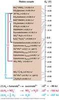 Electron tower showing redox couples and energy release