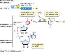 Reduction of NAD+ to NADH as an electron carrier