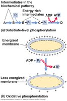 Substrate-level and oxidative phosphorylation pathways