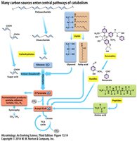 Diagram showing entry of diverse carbon sources into central catabolic pathways
