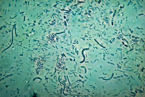 Microscopy image of environmental microbes
