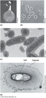Bacterial capsules and slime layers