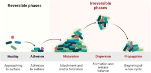 Biofilm formation stages