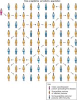 Diagram showing epidemic spread without herd immunity
