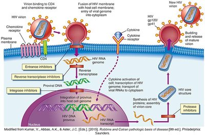 HIV replication and medication targets