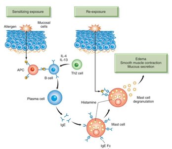 Mechanisms of Type I, IgE-Mediated Reactions